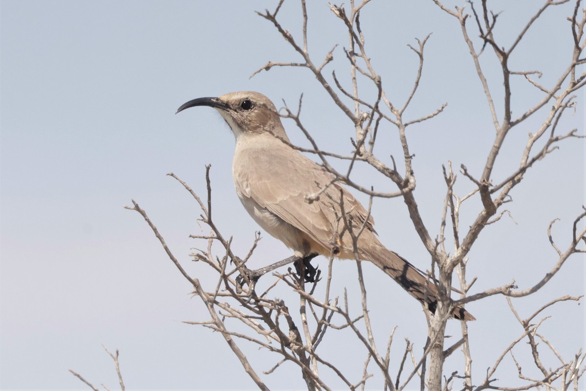 LeConte's Thrasher (Vizcaino) - ML643466583