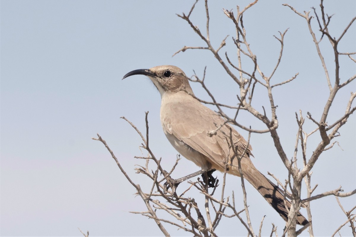 LeConte's Thrasher (Vizcaino) - ML643466584