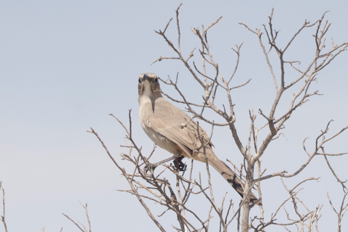 LeConte's Thrasher (Vizcaino) - ML643466585