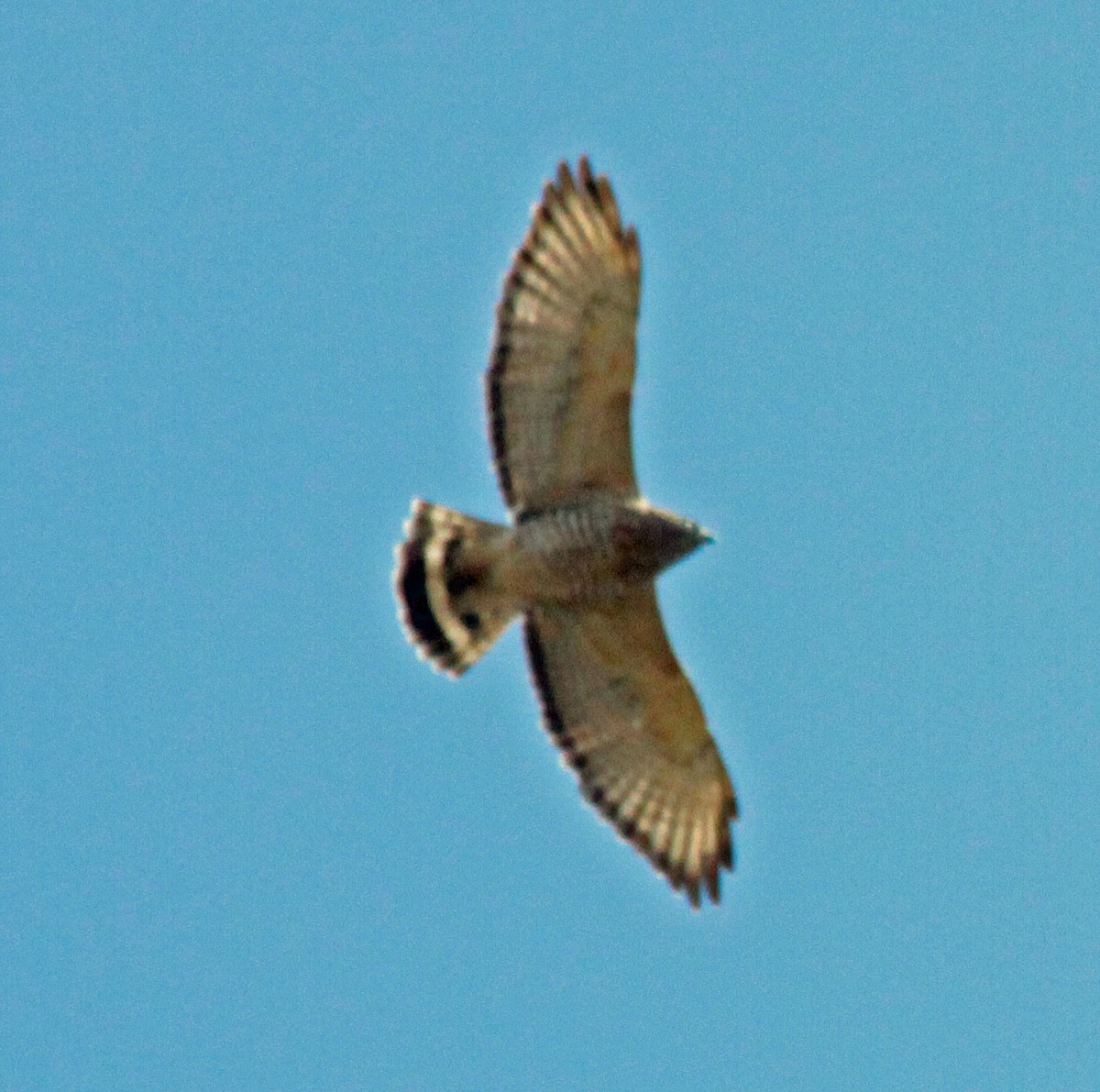 Broad-winged Hawk - ML643466588