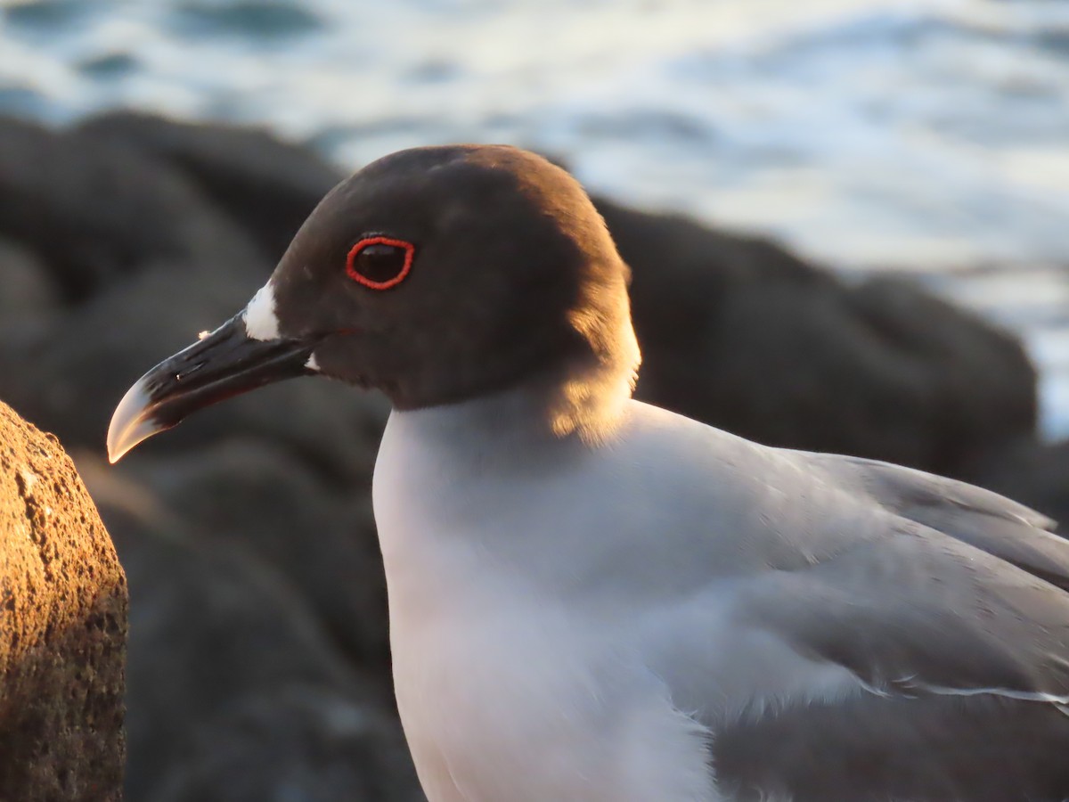 Swallow-tailed Gull - ML643466625