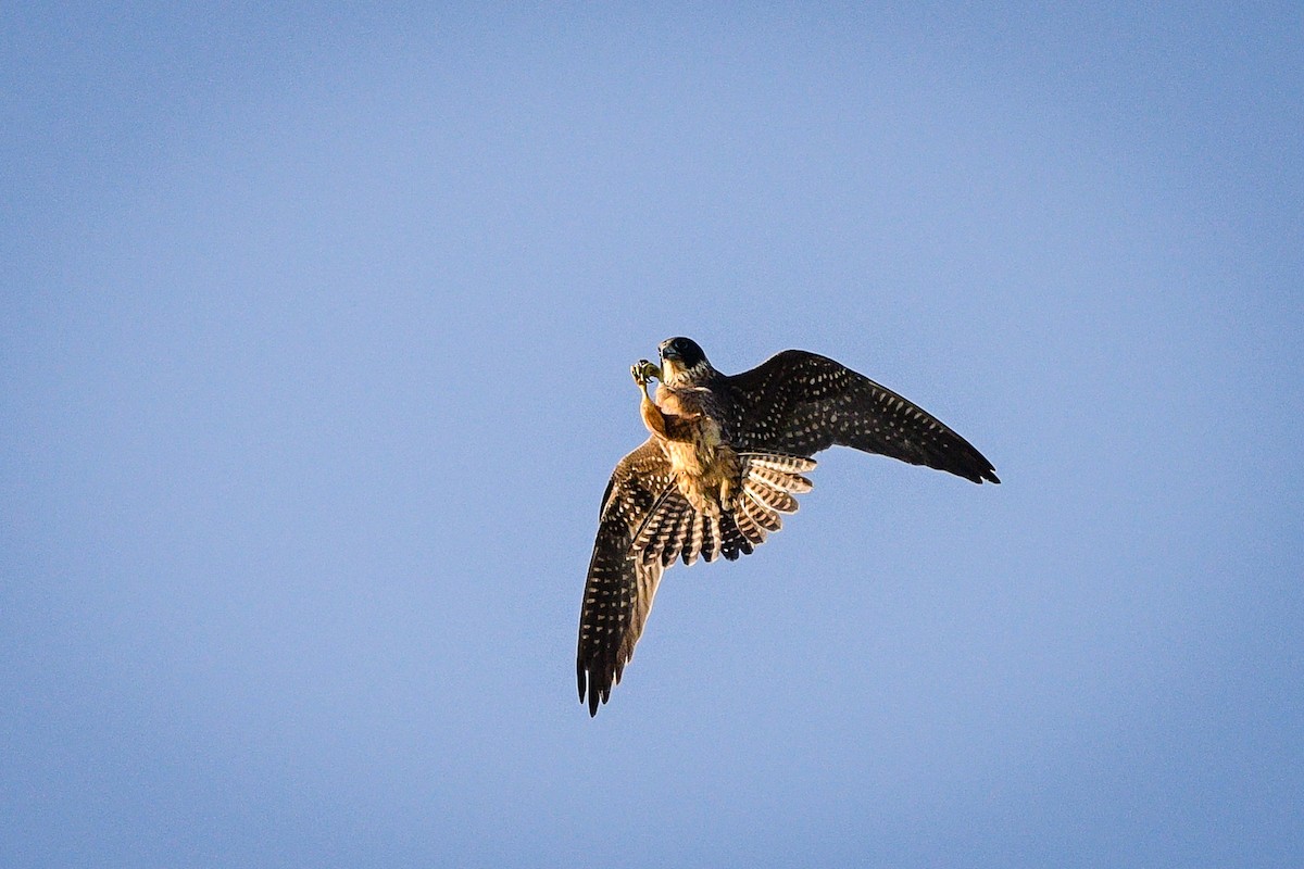 Oriental Hobby - ML643466634