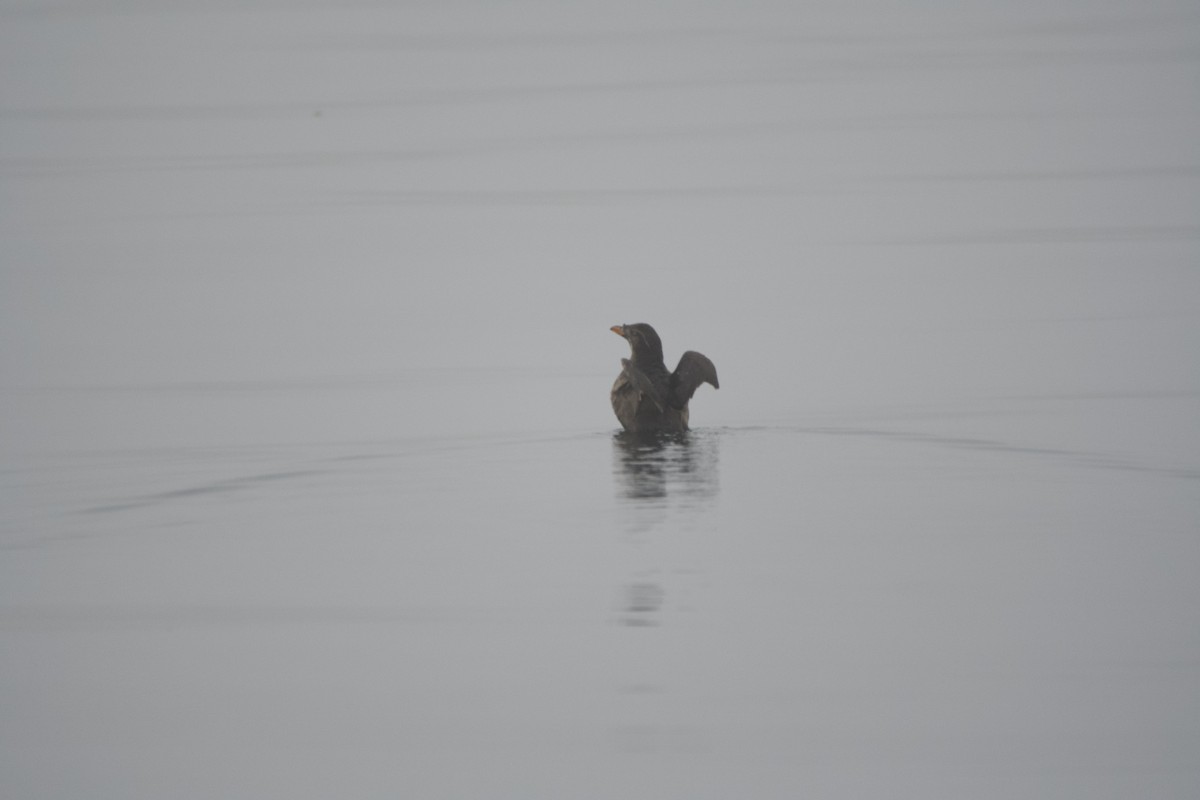 ウトウ - ML643466636