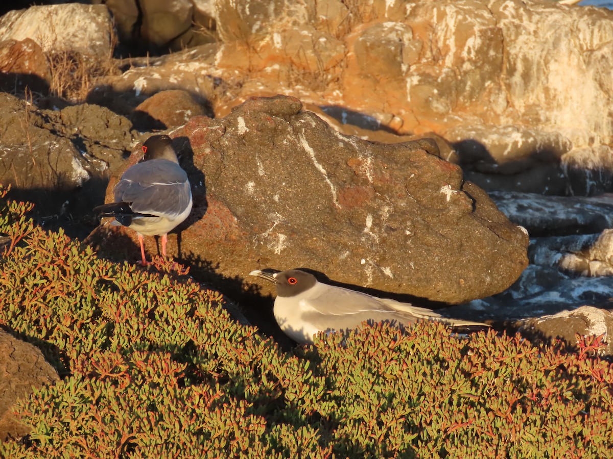 Swallow-tailed Gull - ML643466642