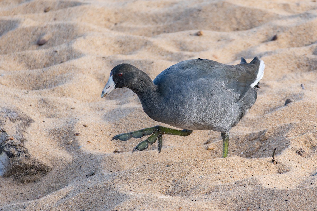 American Coot - Alex Kim