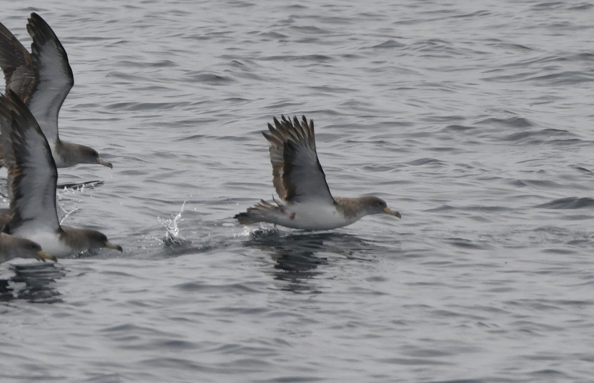 Cory's/Scopoli's Shearwater - ML643466690