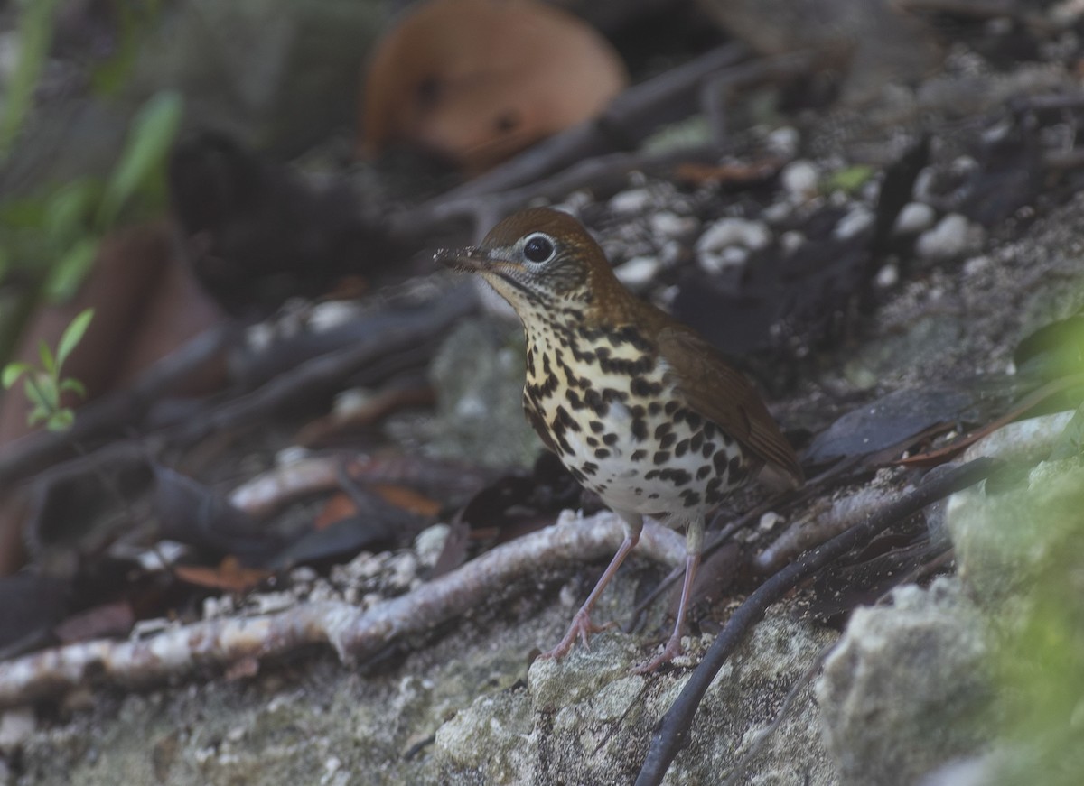Wood Thrush - ML643466695