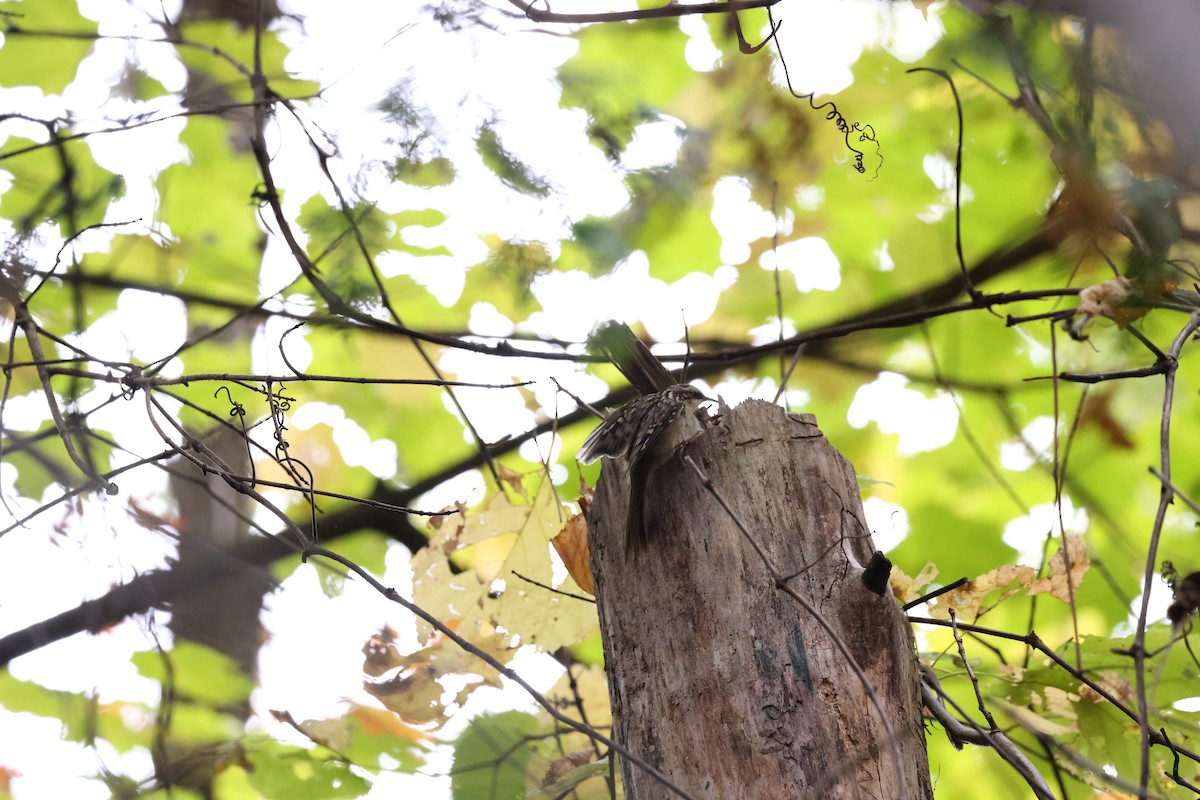 Brown Creeper - ML643466713