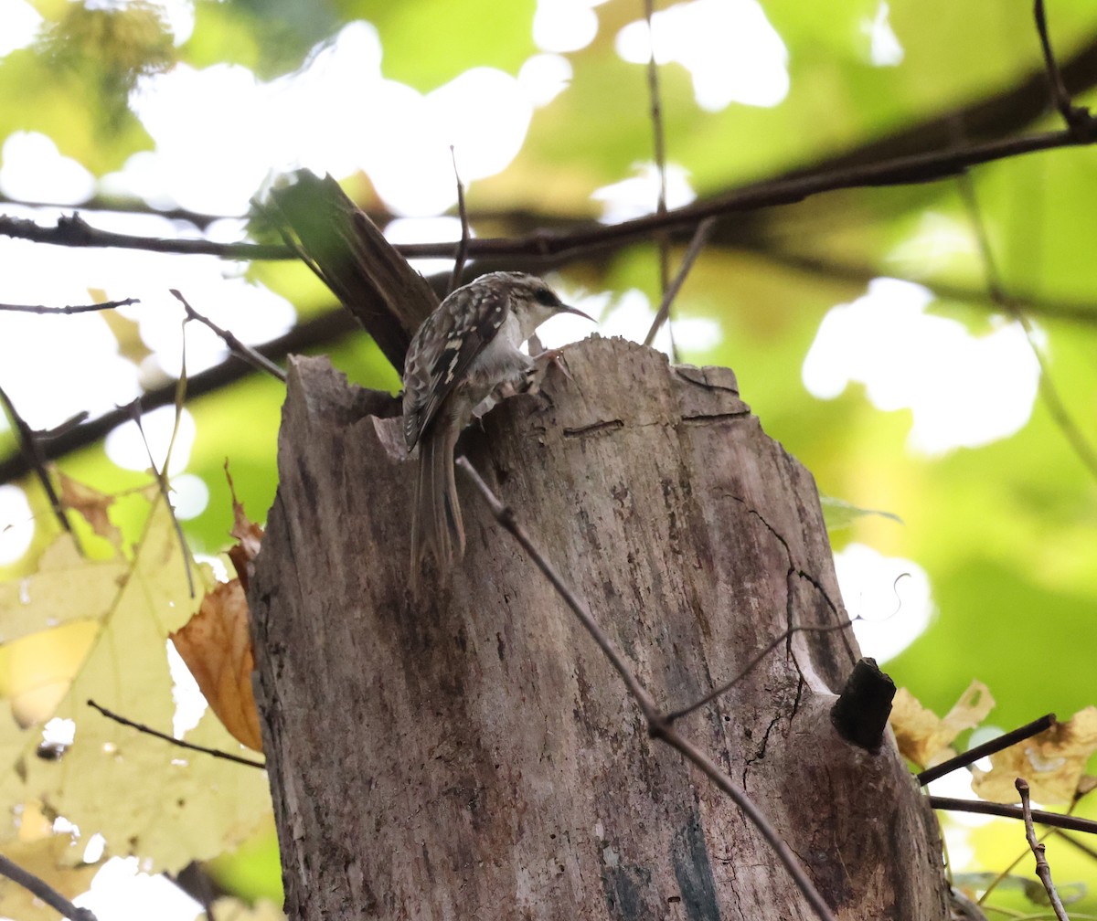 Brown Creeper - ML643466714