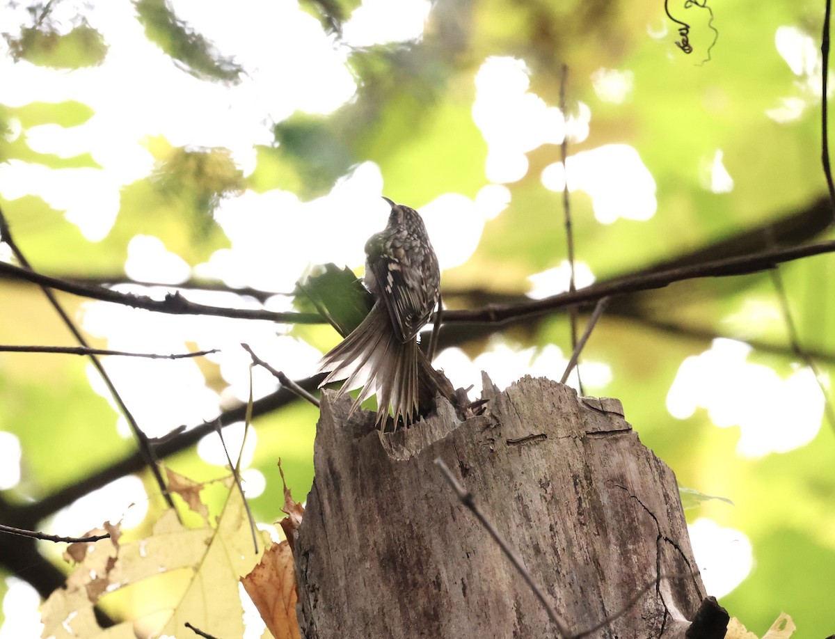 Brown Creeper - ML643466715