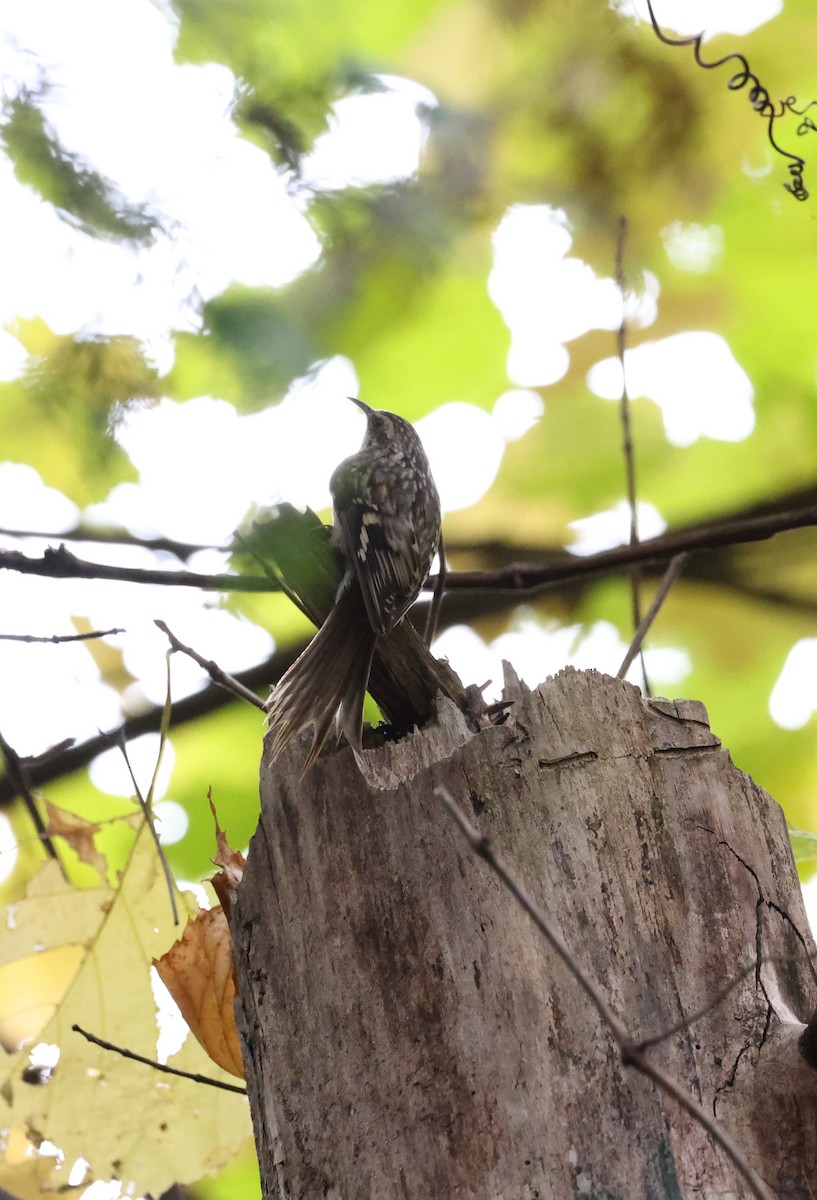 Brown Creeper - ML643466718
