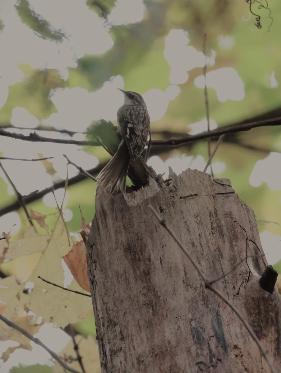 Brown Creeper - ML643466721