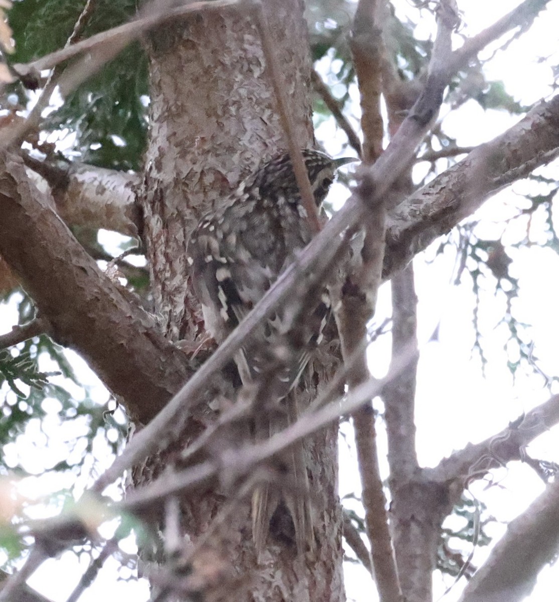 Brown Creeper - ML643466723
