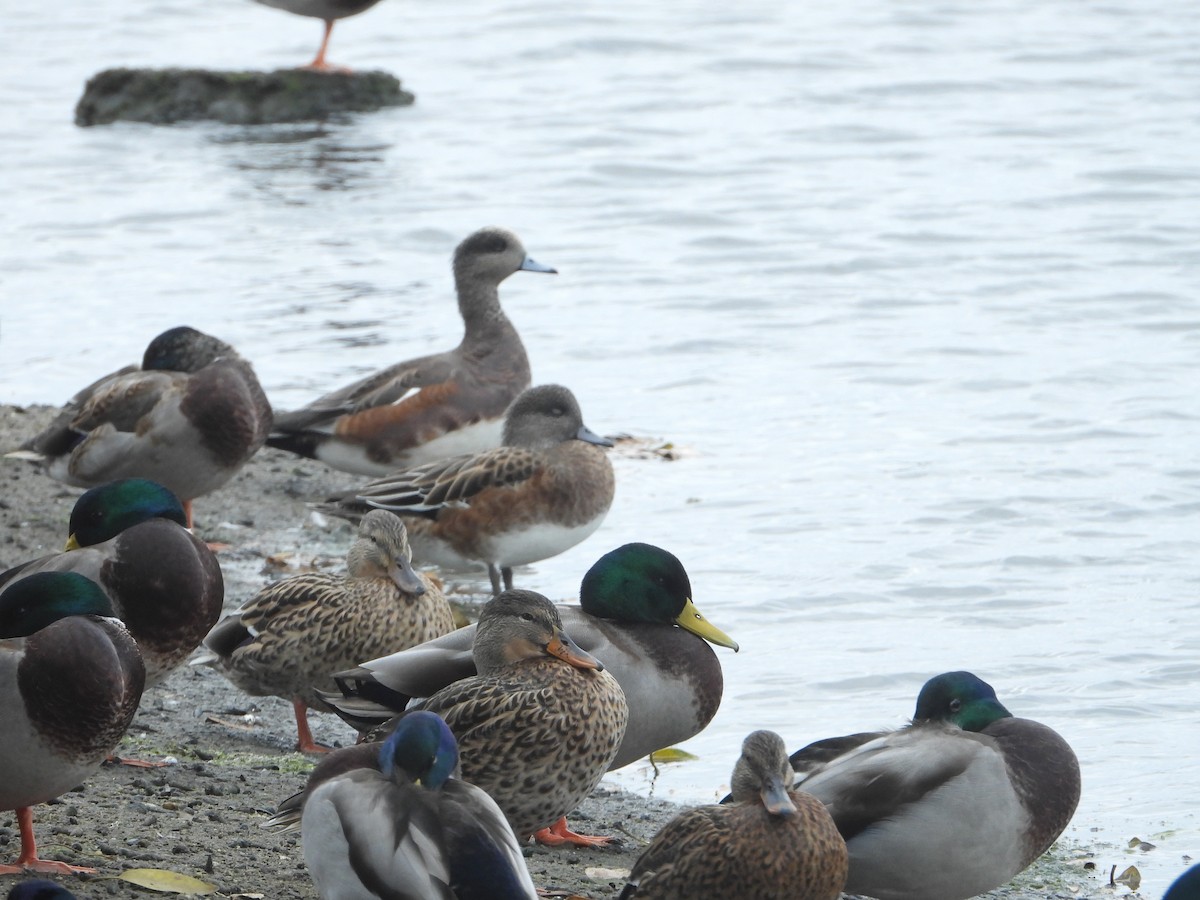 Canard d'Amérique - ML643466724