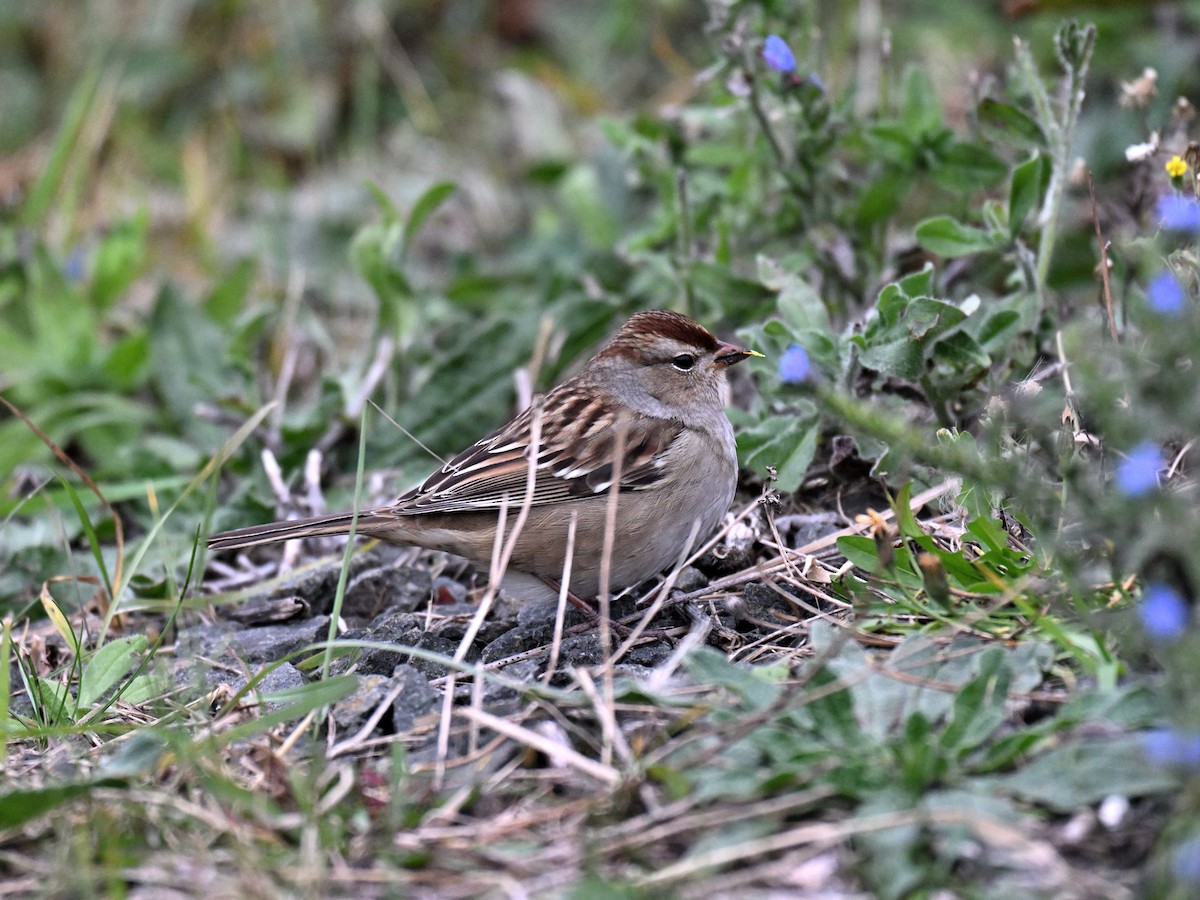 Bruant à couronne blanche - ML643466744