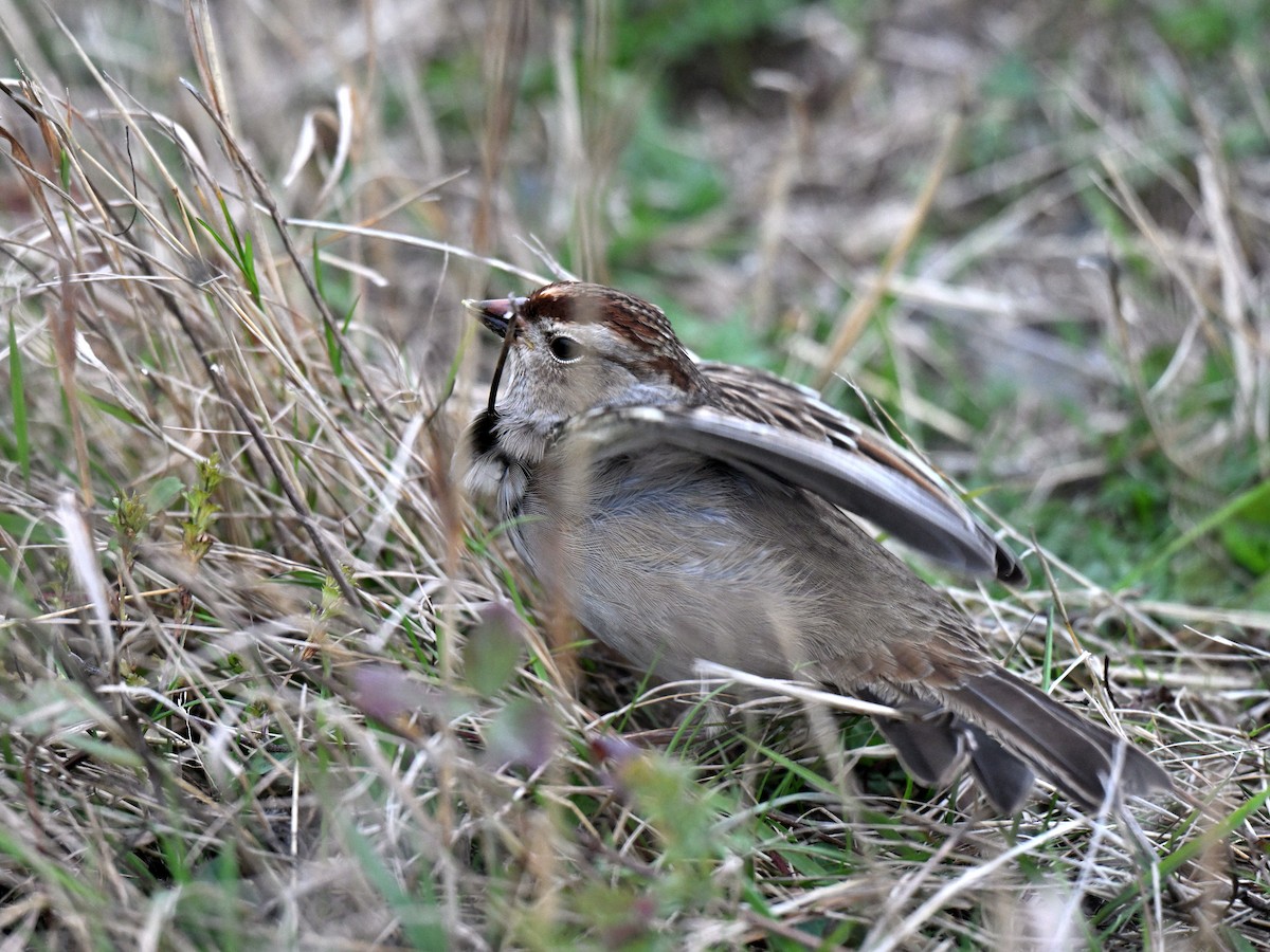 Bruant à couronne blanche - ML643466746