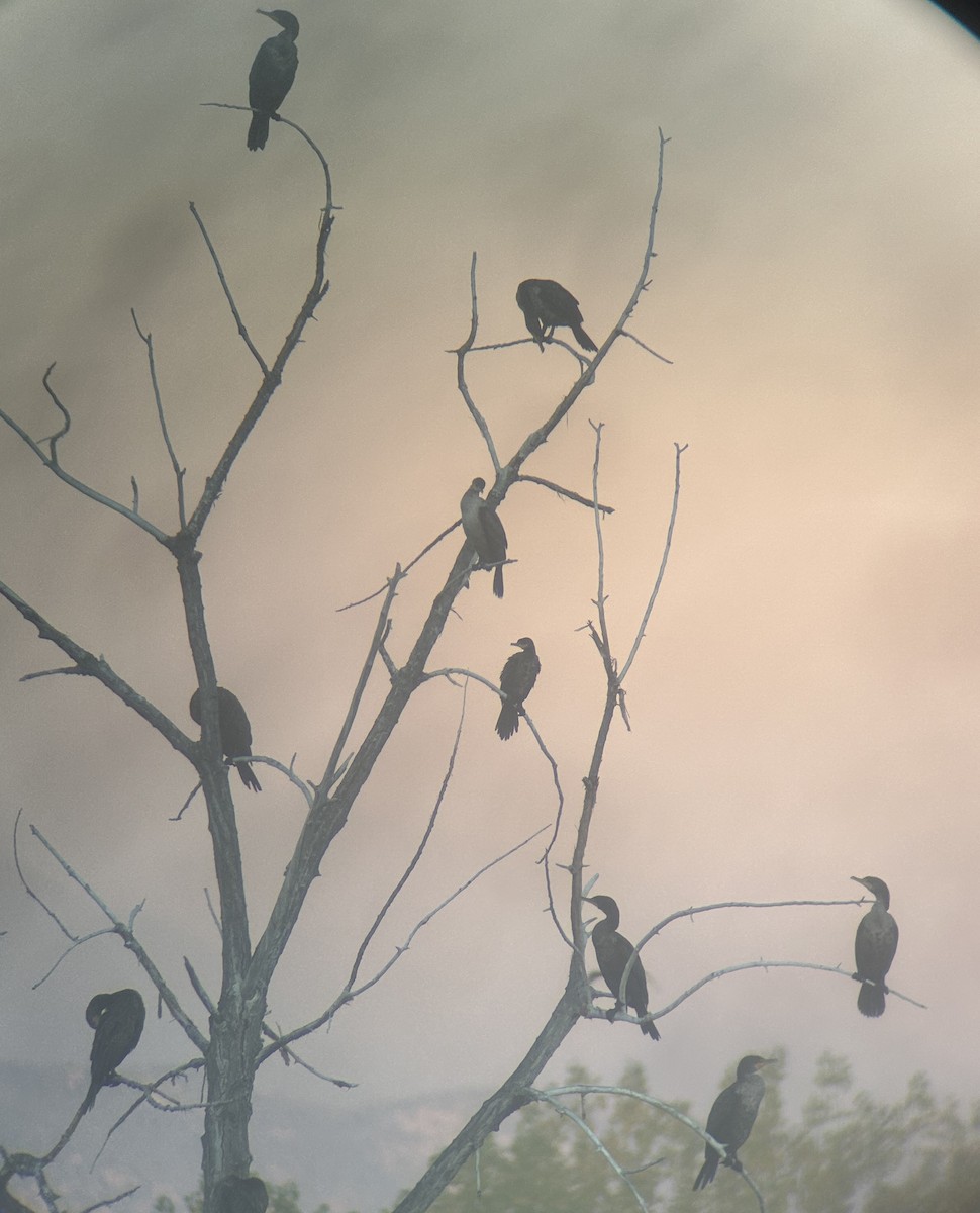 Neotropic Cormorant - ML643466760