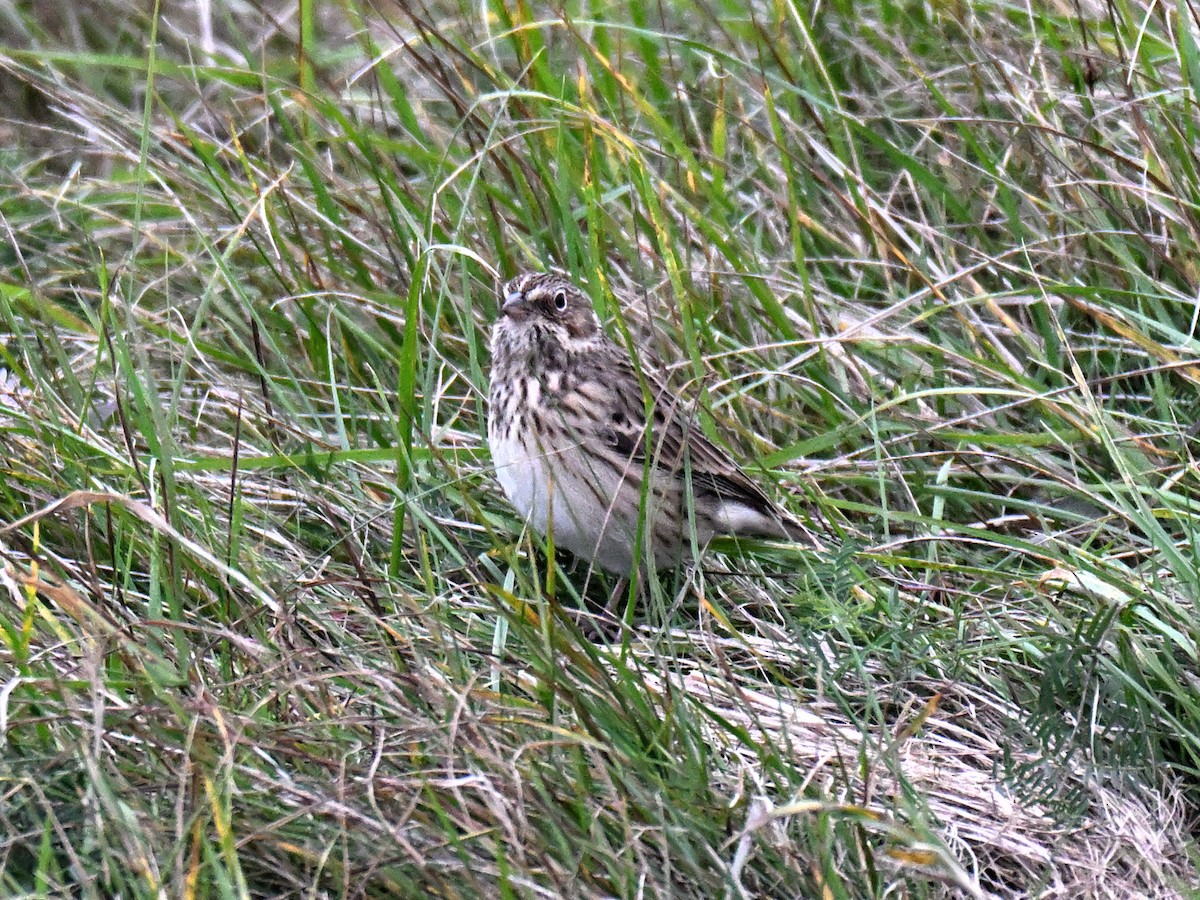 Vesper Sparrow - ML643466766