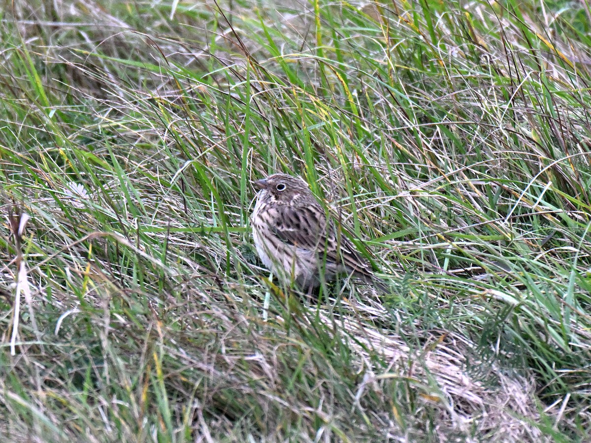 Vesper Sparrow - ML643466767