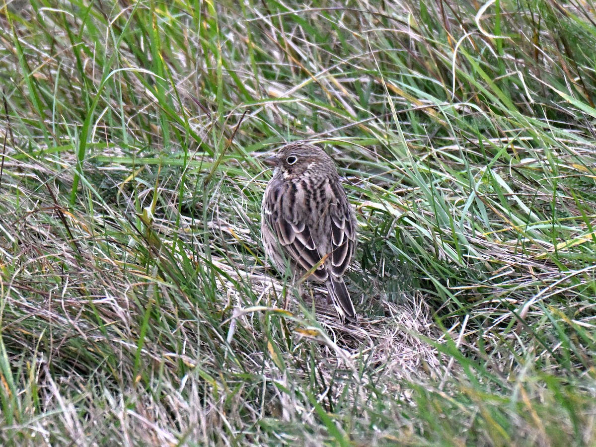 Vesper Sparrow - ML643466768