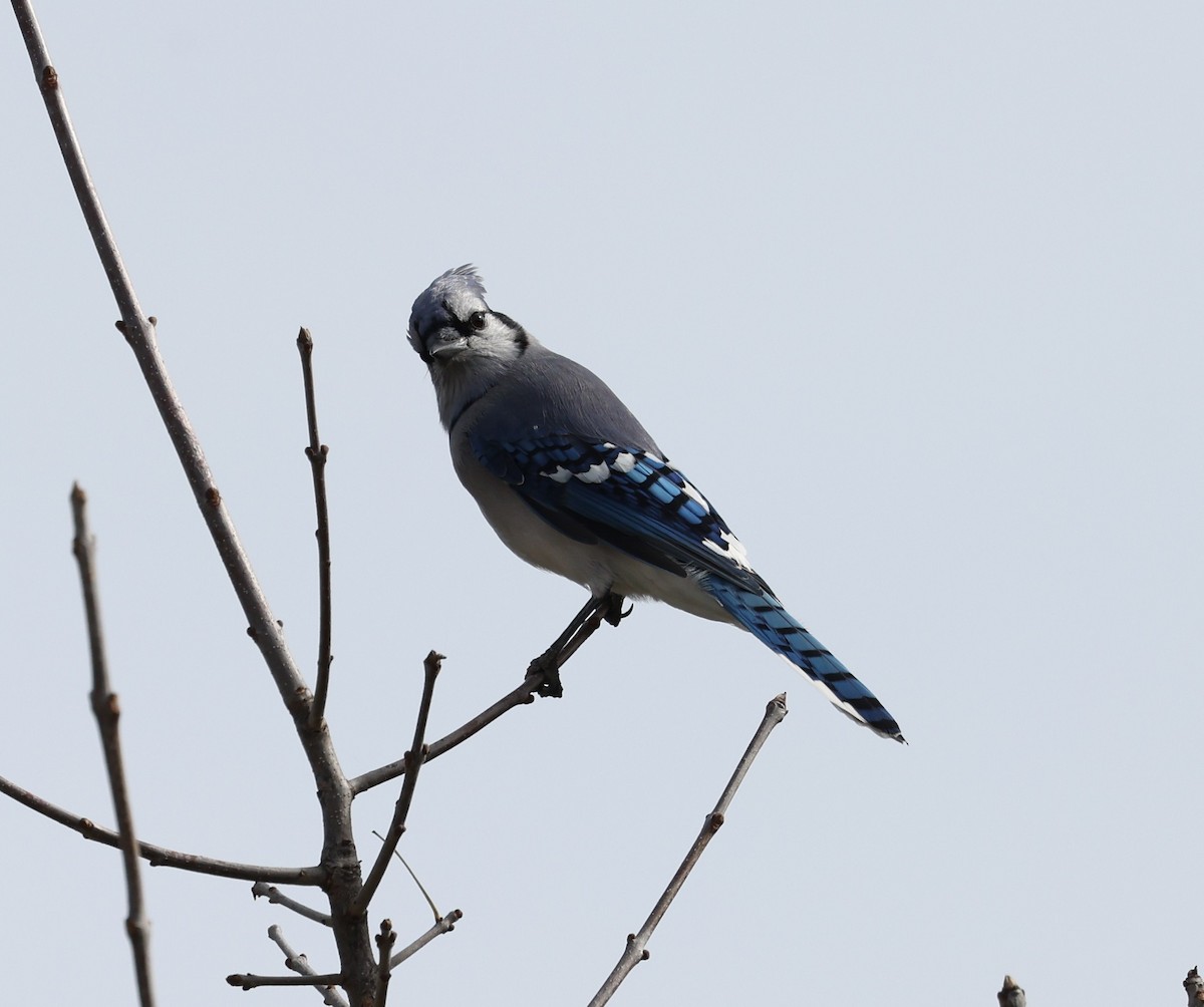 アオカケス - ML643466772