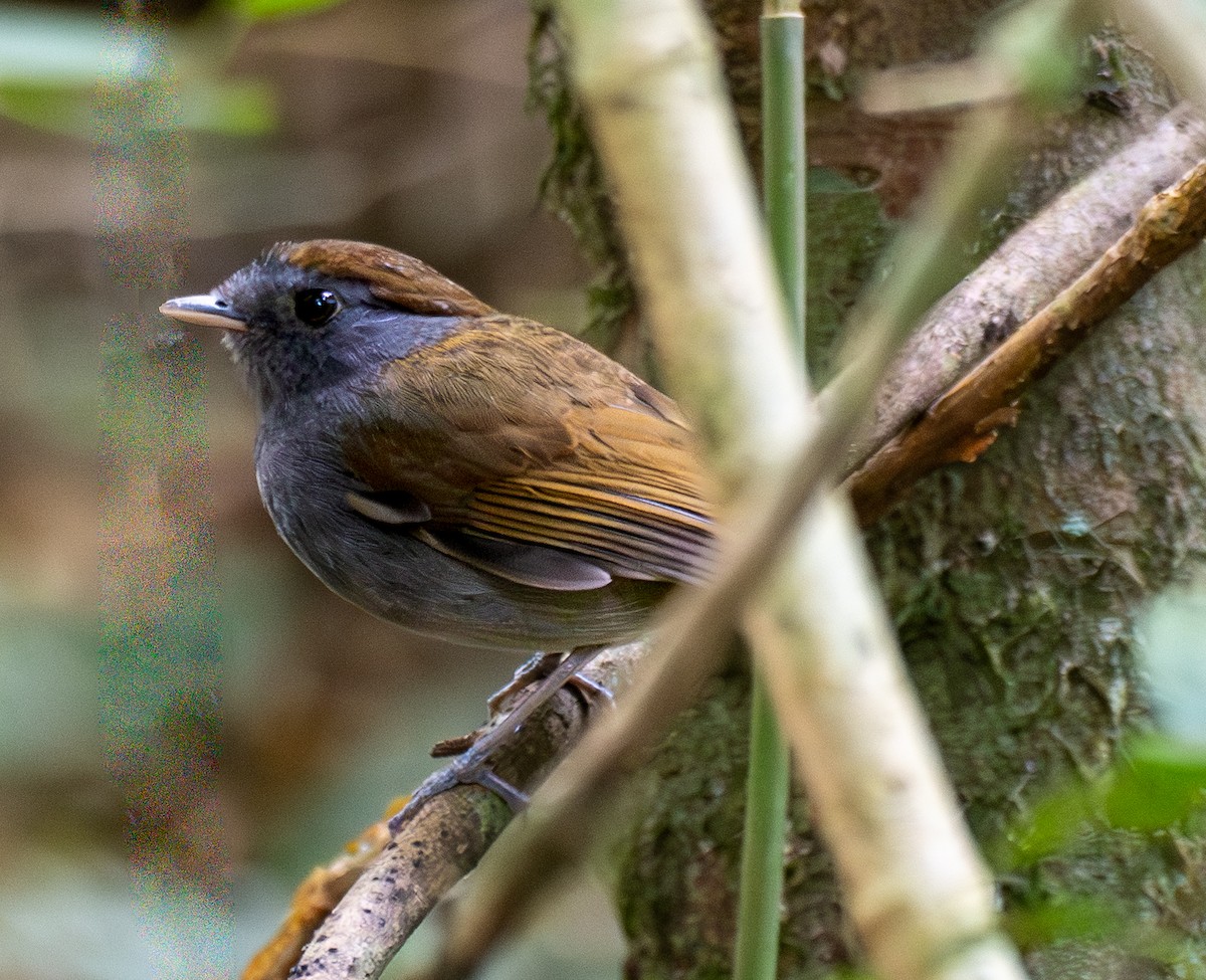 Slaty Gnateater - ML643466774