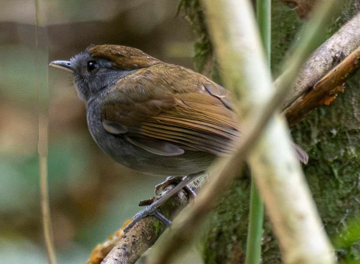 Slaty Gnateater - ML643466775