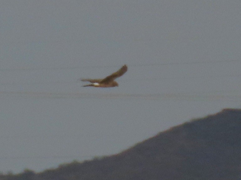 Northern Harrier - ML643466784