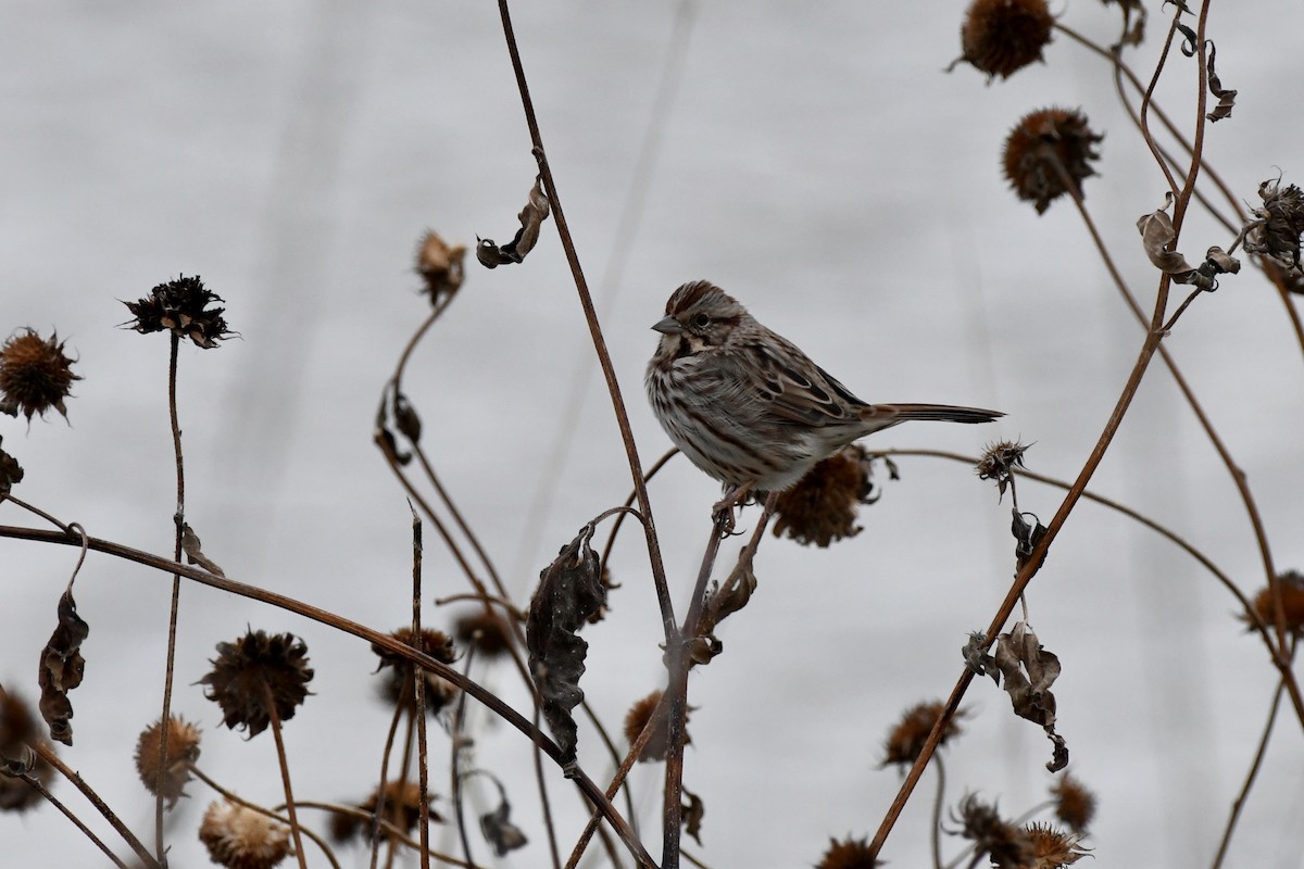 Song Sparrow - ML643466785
