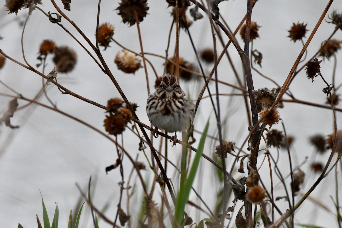 Song Sparrow - ML643466786