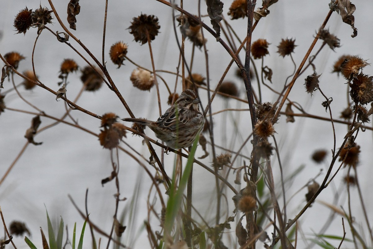 Song Sparrow - ML643466787