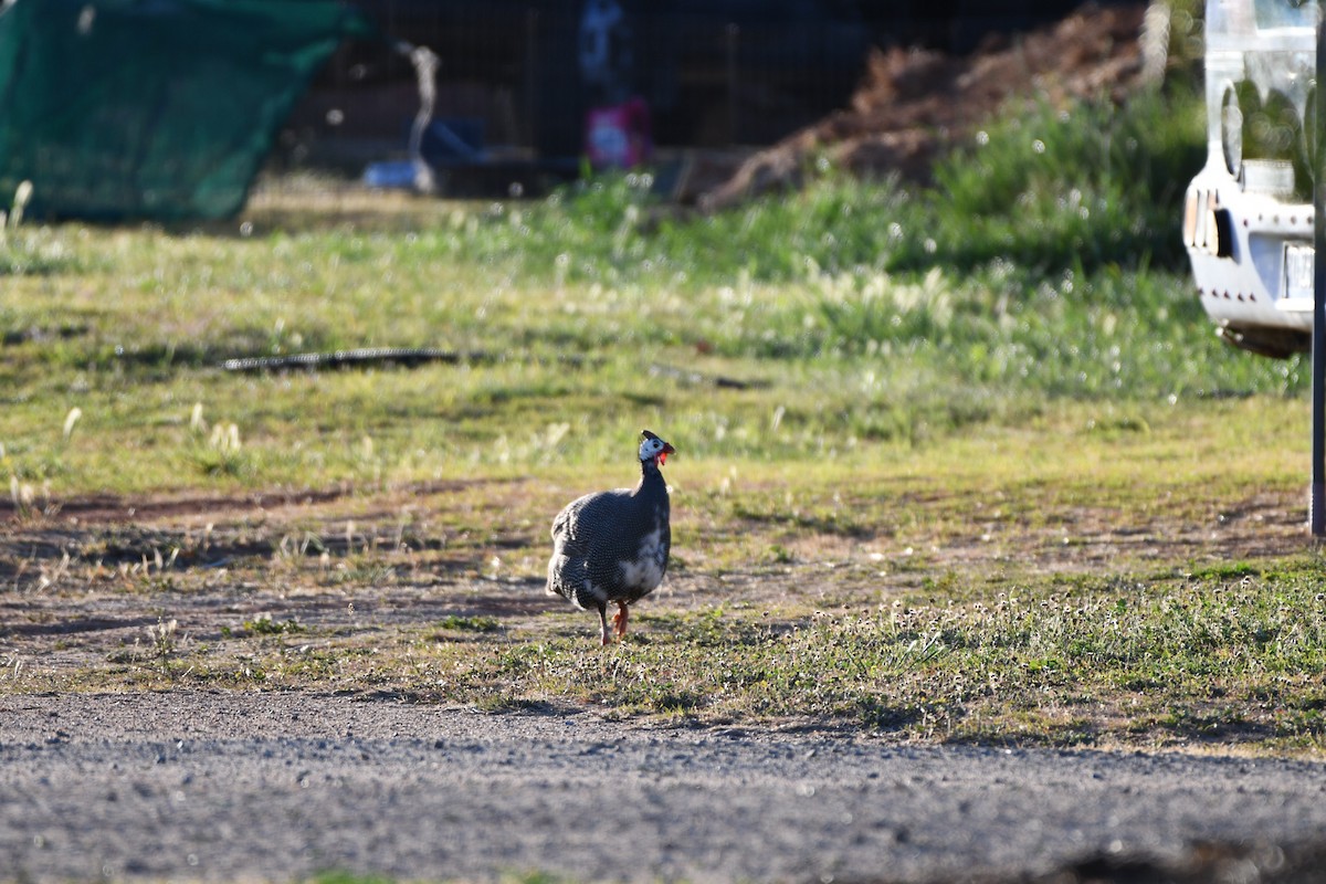Helmeted Guineafowl (Domestic type) - ML643466811