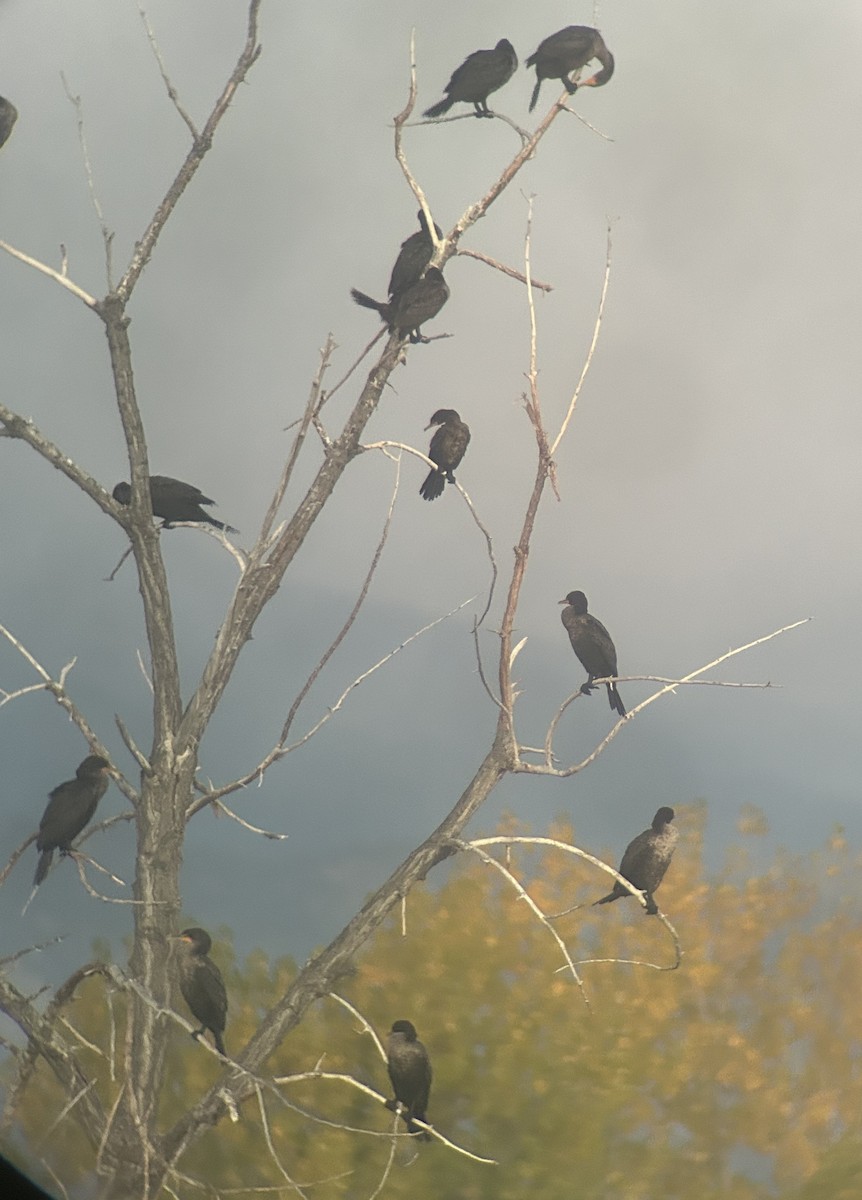 Neotropic Cormorant - ML643466823