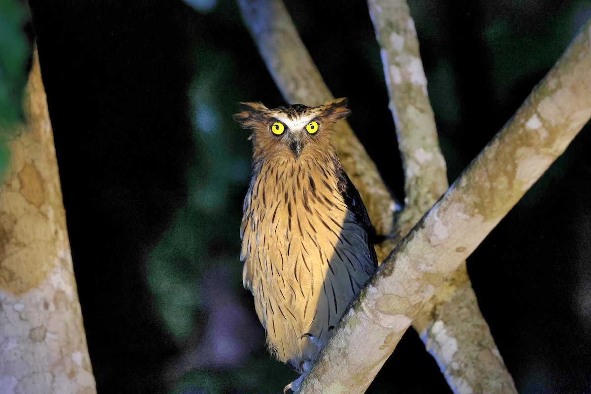 Buffy Fish-Owl - ML643466831