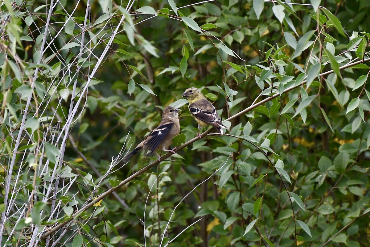Chardonneret jaune - ML643466839