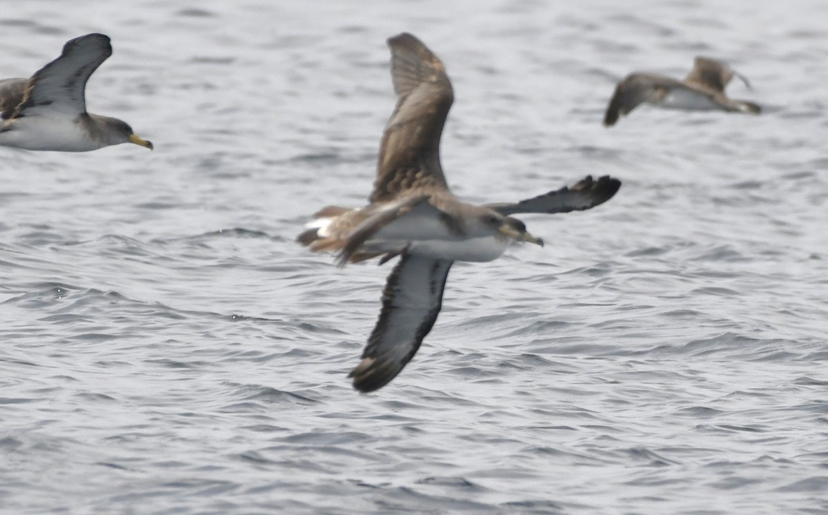 Cory's/Scopoli's Shearwater - ML643466847