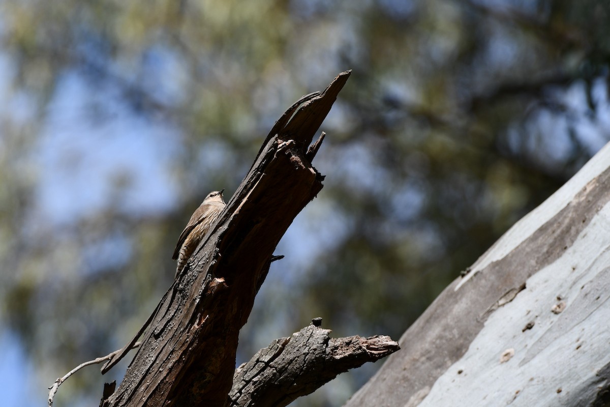 Brown Treecreeper - ML643466860