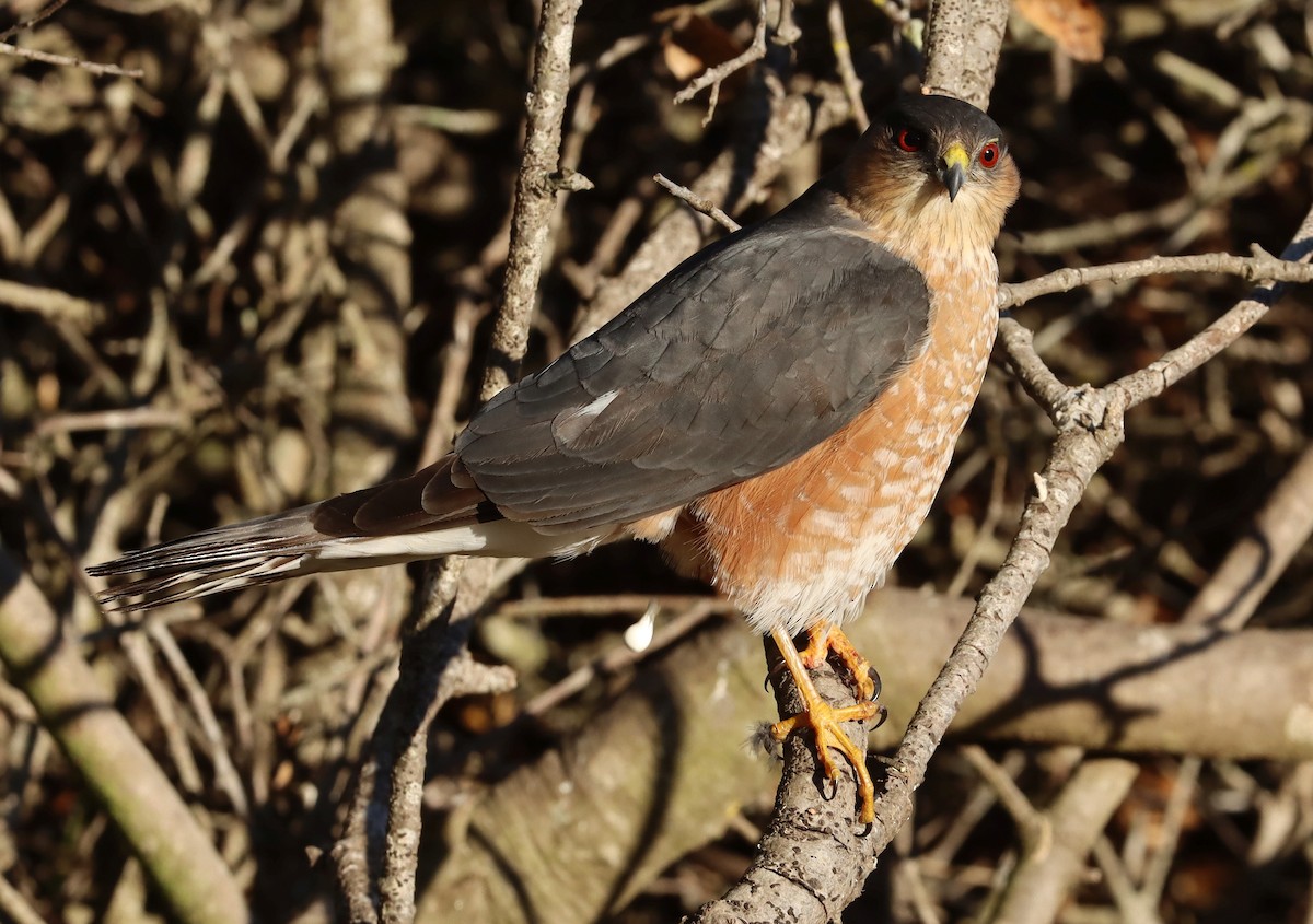 Sharp-shinned Hawk - ML643466861