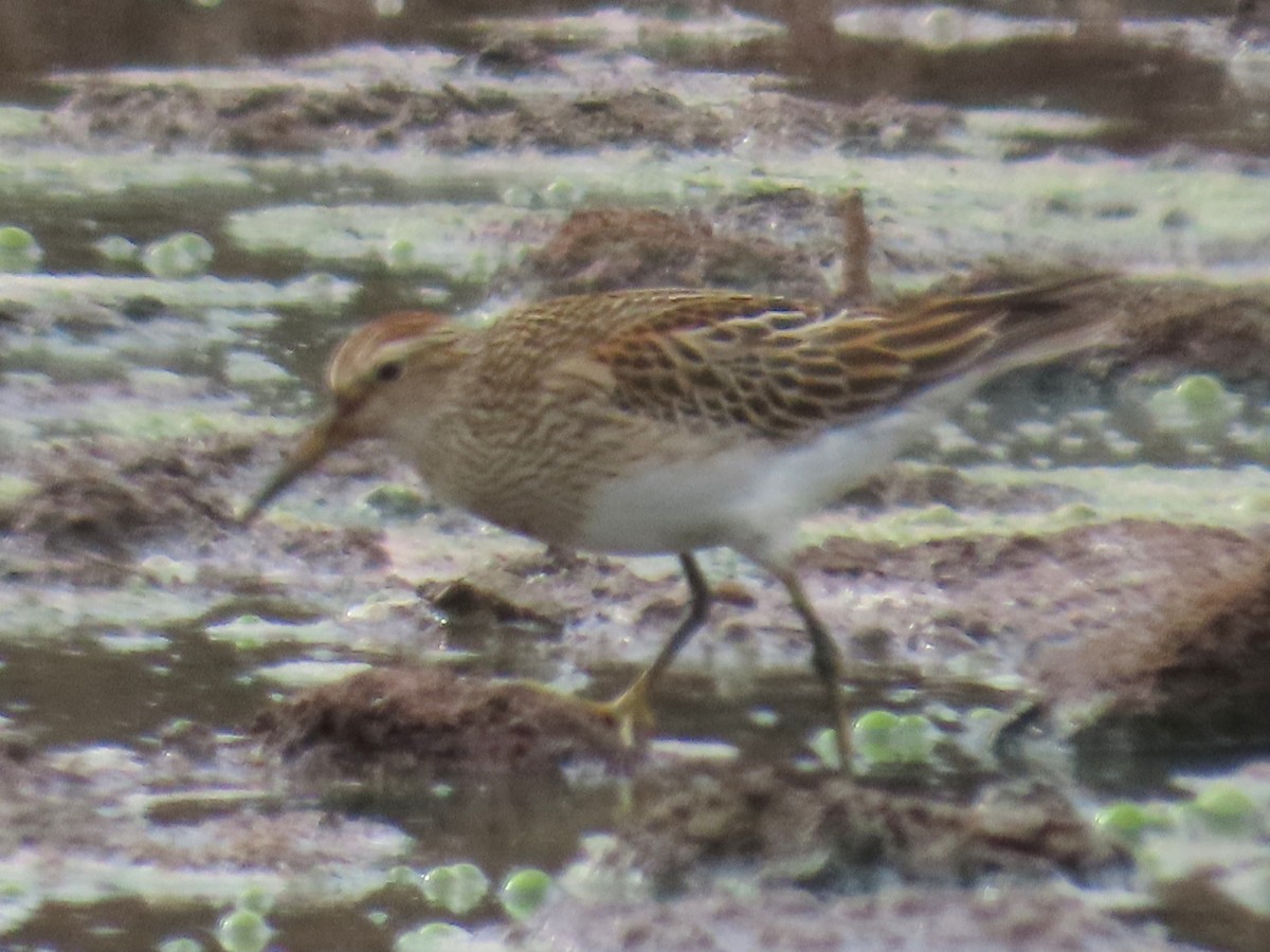 Pectoral Sandpiper - ML643466864