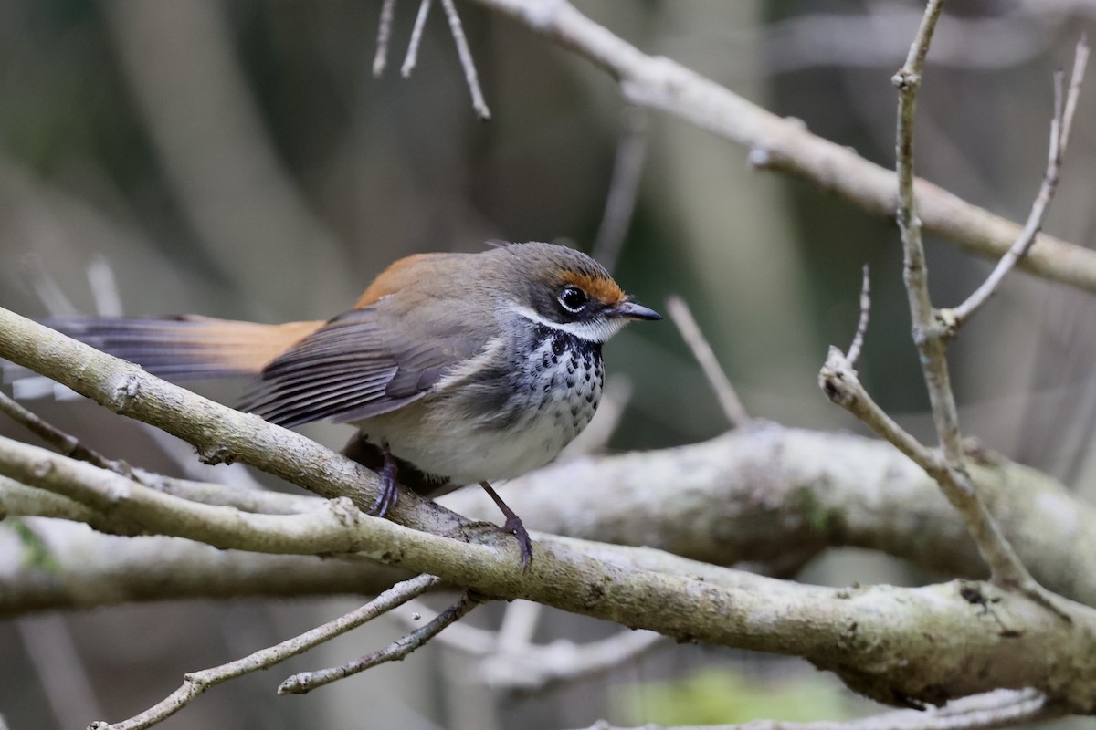 Australian Rufous Fantail - ML643466869