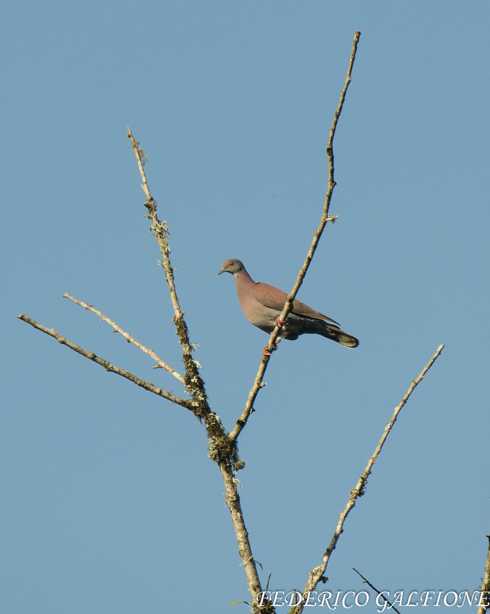 Pale-vented Pigeon - ML643466873