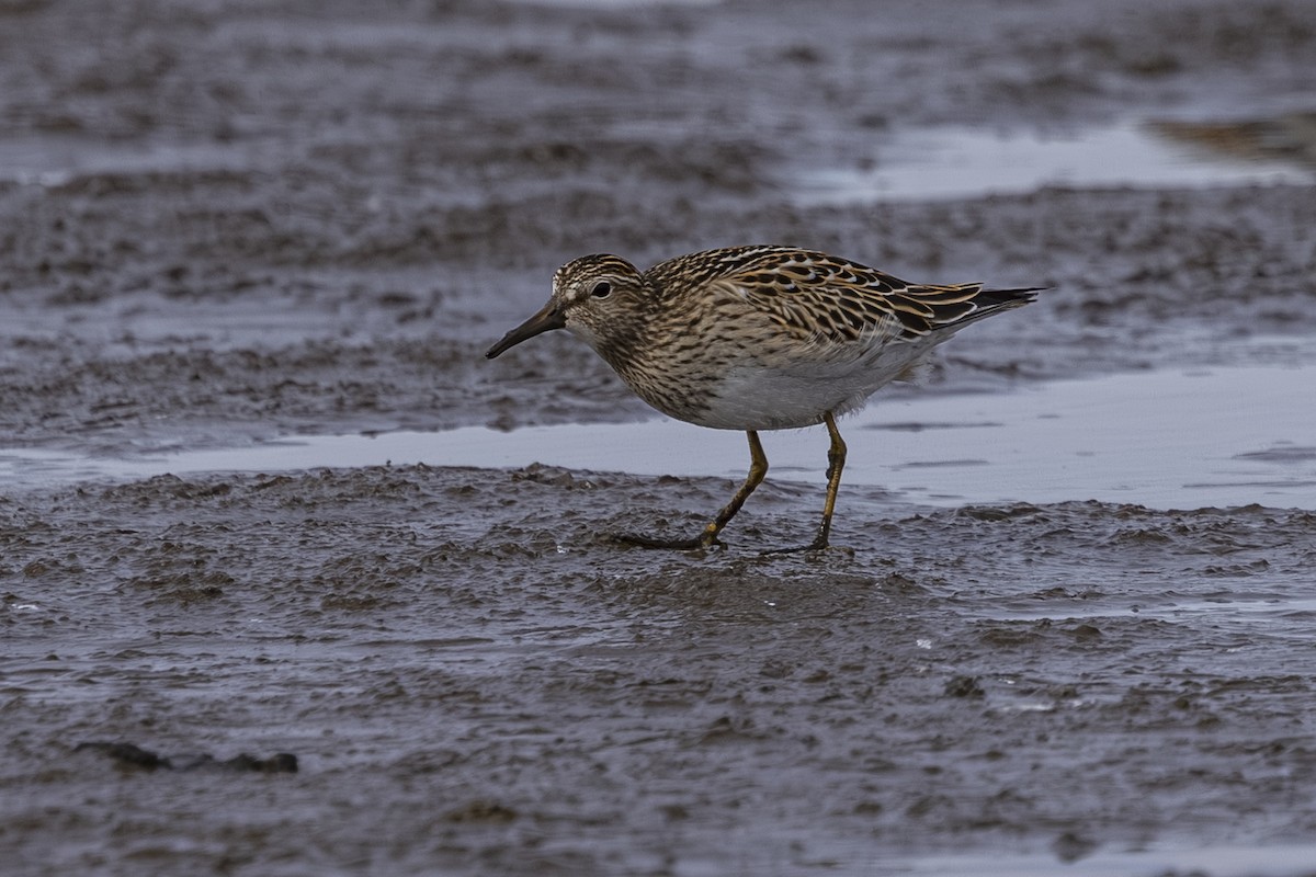 Pectoral Sandpiper - ML643466874