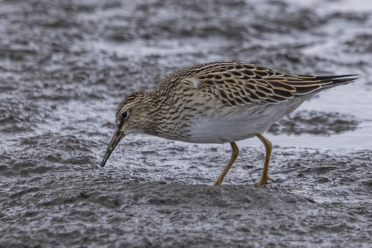Pectoral Sandpiper - ML643466875
