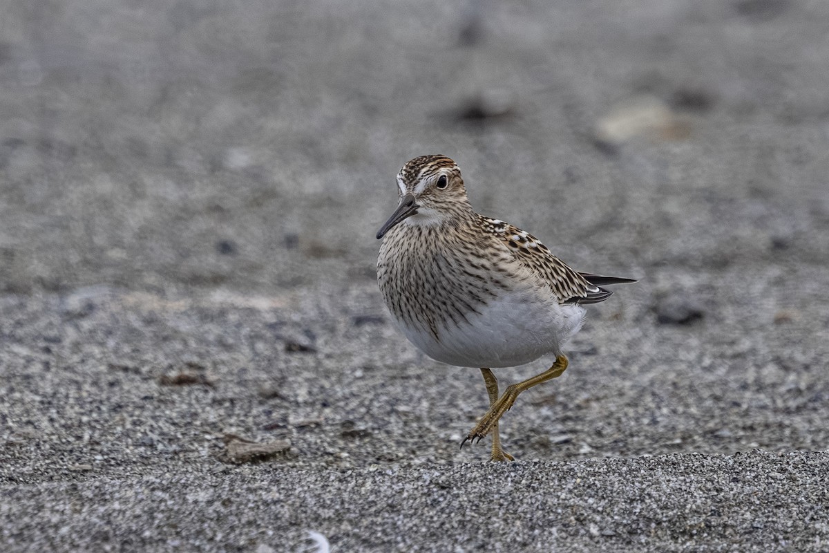 Pectoral Sandpiper - ML643466877