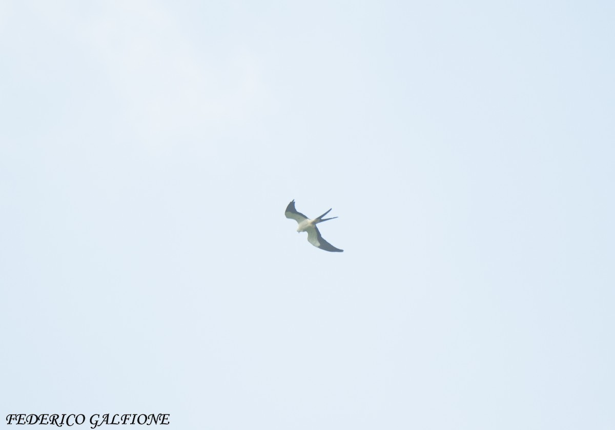 Swallow-tailed Kite - ML643466878