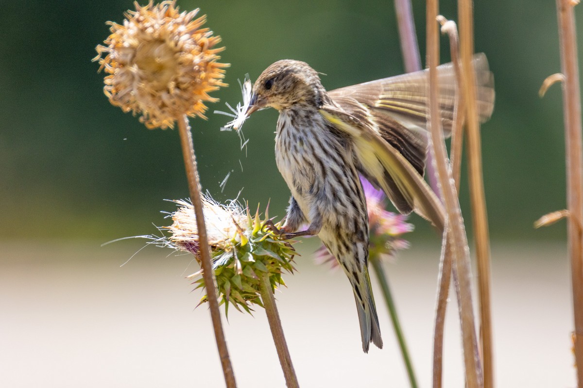 Pine Siskin - ML643466880