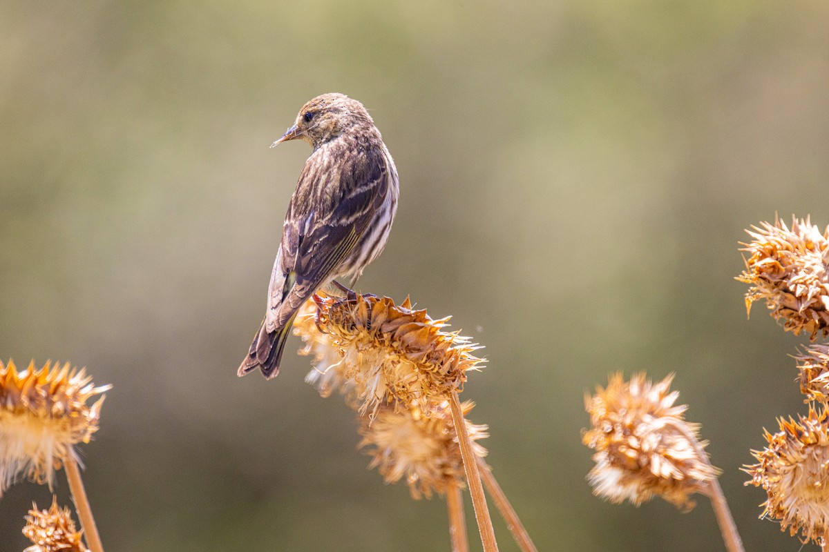Pine Siskin - ML643466881