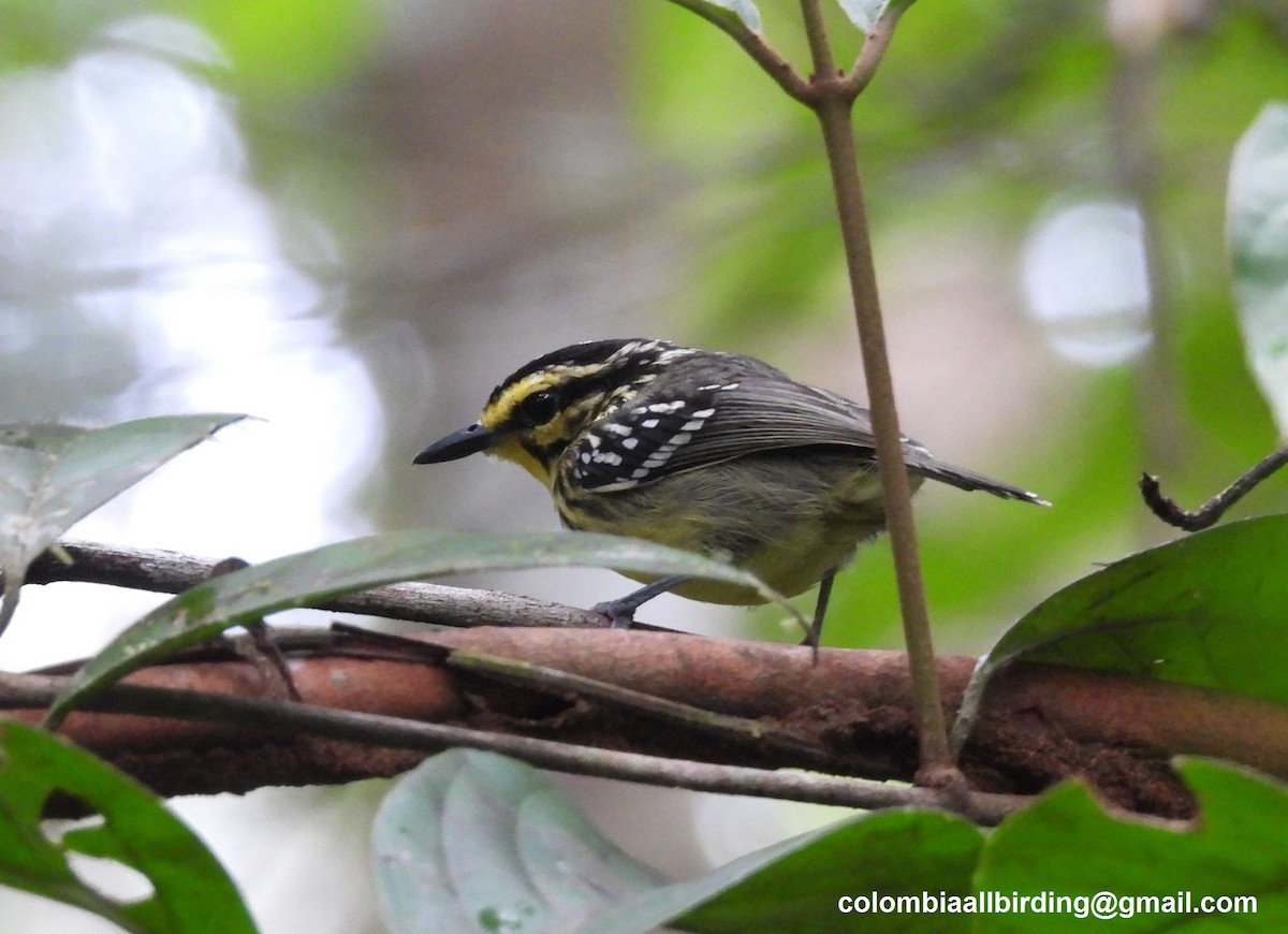 Yellow-browed Antbird - ML643466883