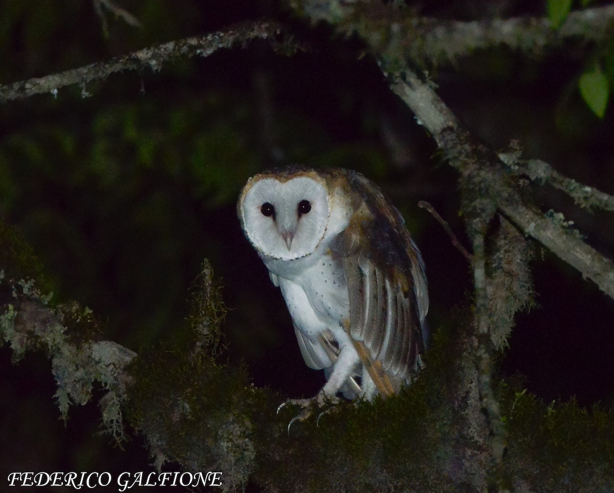 American Barn Owl - ML643466885