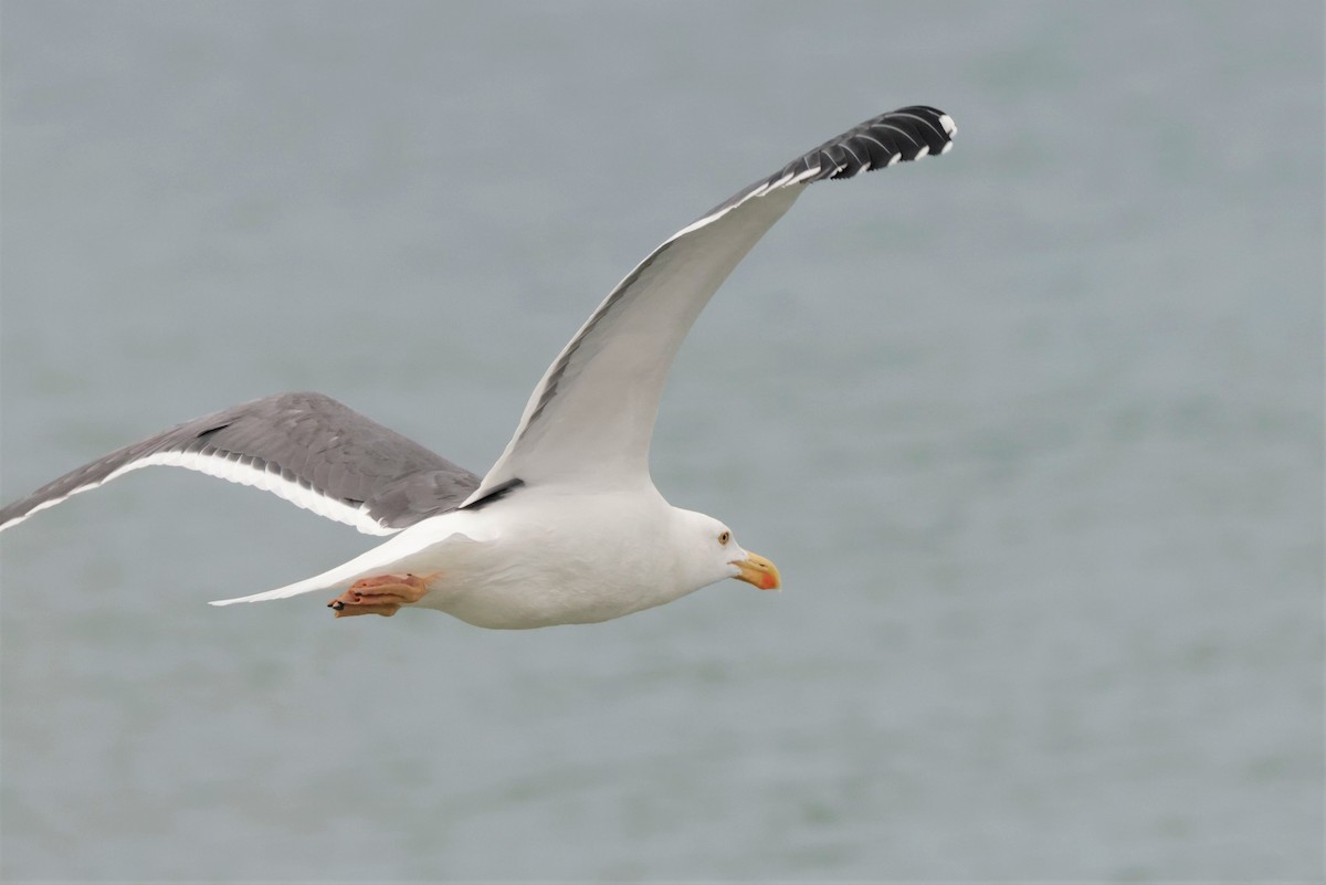 Yellow-footed Gull - ML643466886